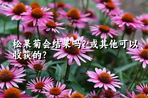 松果菊会结果吗？或其他可以收获的？