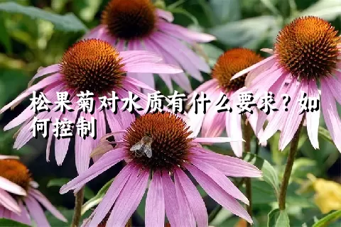 松果菊对水质有什么要求？如何控制