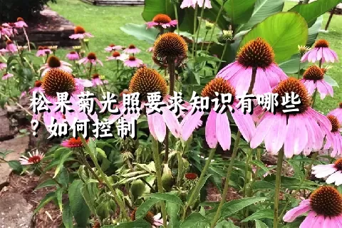 松果菊光照要求知识有哪些？如何控制