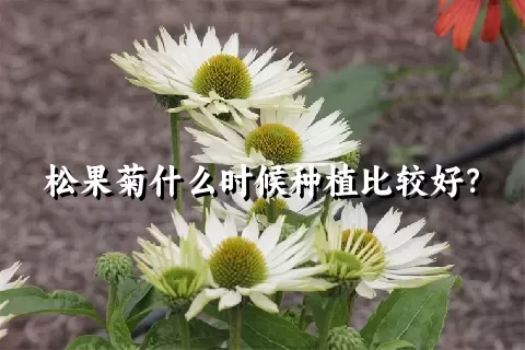 松果菊什么时候种植比较好？