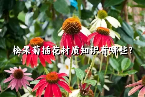 松果菊插花材质知识有哪些？