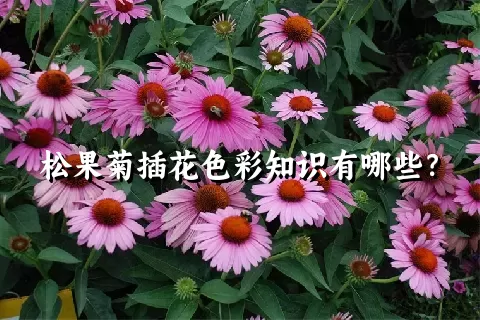 松果菊插花色彩知识有哪些？