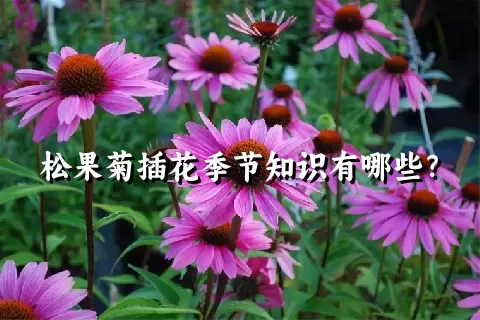 松果菊插花季节知识有哪些？