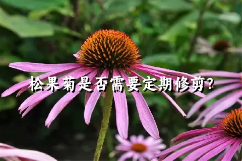 松果菊是否需要定期修剪？