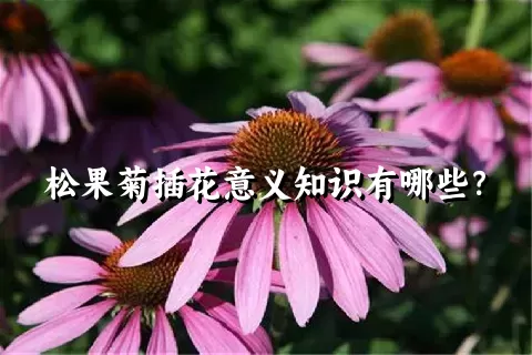 松果菊插花意义知识有哪些？