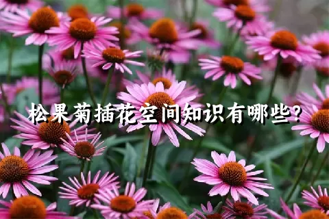 松果菊插花空间知识有哪些？