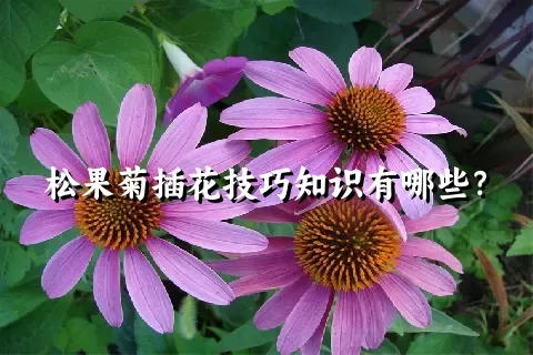 松果菊插花技巧知识有哪些？