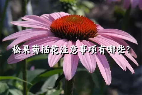 松果菊插花注意事项有哪些？