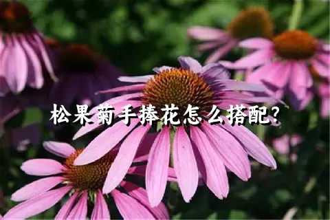 松果菊手捧花怎么搭配？