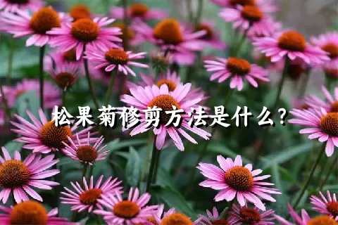 松果菊修剪方法是什么？