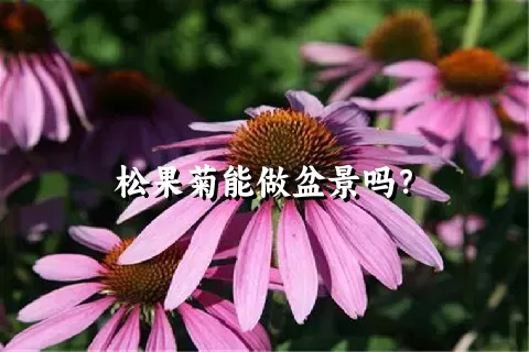 松果菊能做盆景吗？