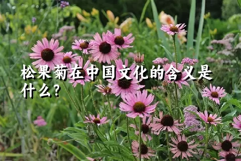 松果菊在中国文化的含义是什么？