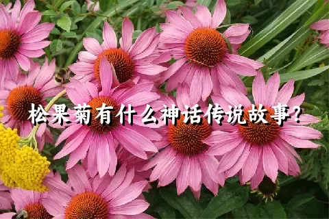 松果菊有什么神话传说故事？