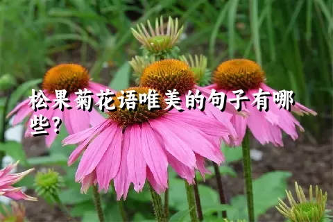 松果菊花语唯美的句子有哪些？