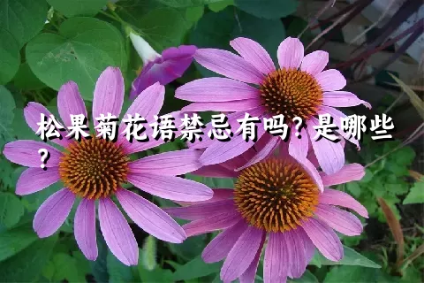 松果菊花语禁忌有吗？是哪些？