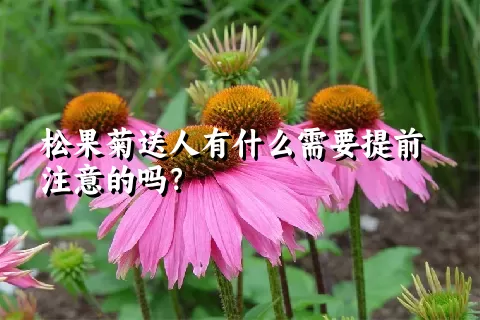 松果菊送人有什么需要提前注意的吗？