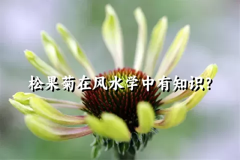 松果菊在风水学中有知识？