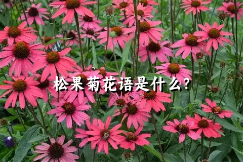 松果菊花语是什么？