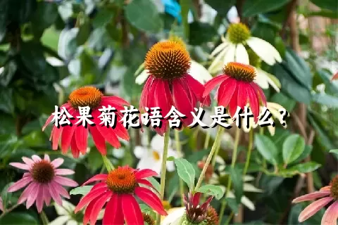 松果菊花语含义是什么？