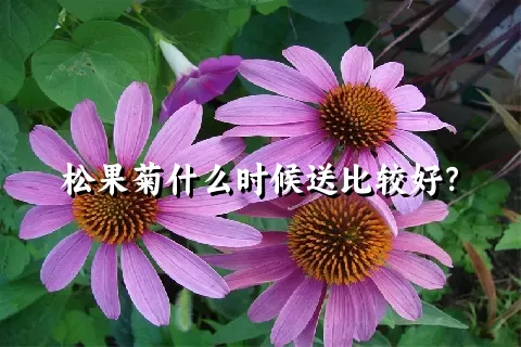 松果菊什么时候送比较好？