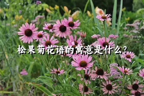 松果菊花语的寓意是什么？