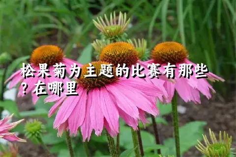 松果菊为主题的比赛有那些？在哪里