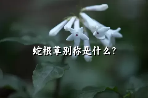 蛇根草别称是什么？