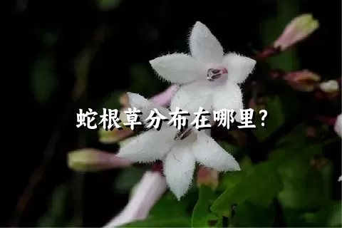 蛇根草分布在哪里?