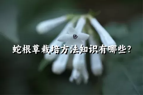 蛇根草栽培方法知识有哪些？