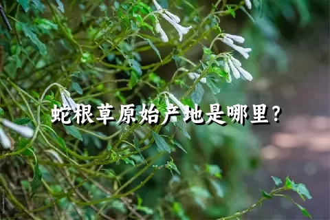 蛇根草原始产地是哪里？