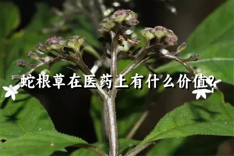 蛇根草在医药上有什么价值？