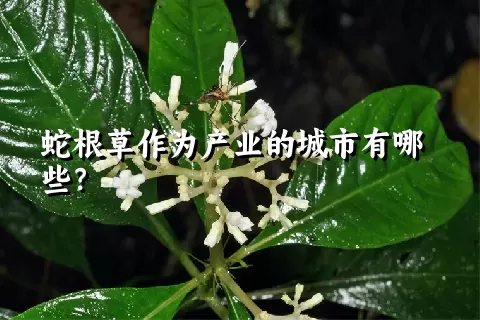 蛇根草作为产业的城市有哪些？