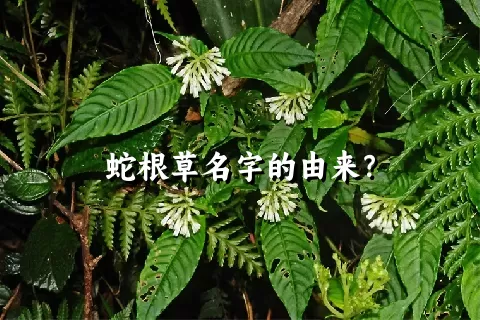 蛇根草名字的由来？