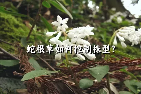 蛇根草如何控制株型？