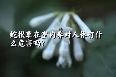 蛇根草在室内养对人体有什么危害吗？