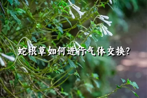 蛇根草如何进行气体交换？