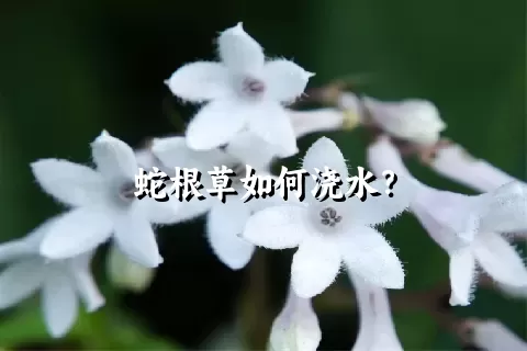 蛇根草如何浇水？