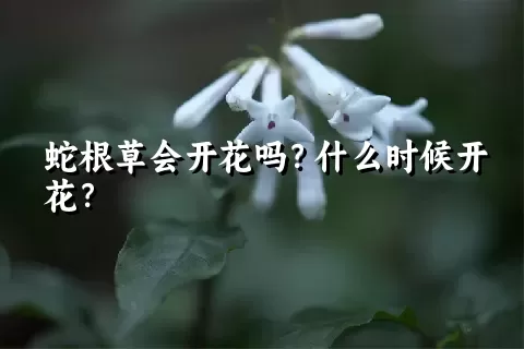 蛇根草会开花吗？什么时候开花？