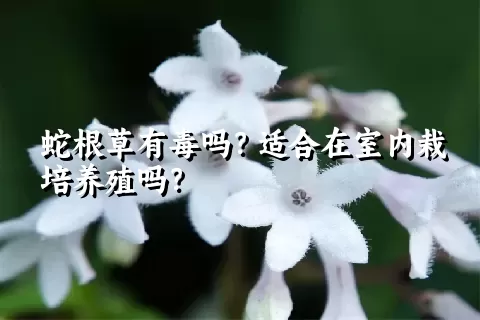 蛇根草有毒吗？适合在室内栽培养殖吗？