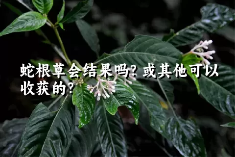 蛇根草会结果吗？或其他可以收获的？