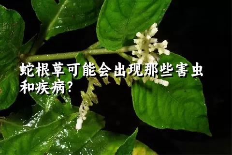 蛇根草可能会出现那些害虫和疾病？