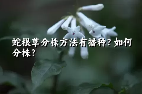 蛇根草分株方法有播种？如何分株？