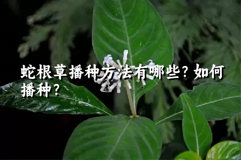 蛇根草播种方法有哪些？如何播种？