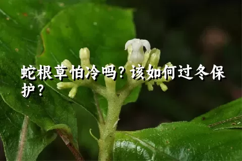 蛇根草怕冷吗？该如何过冬保护？