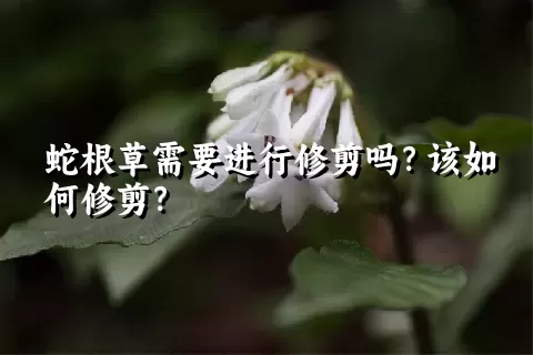 蛇根草需要进行修剪吗？该如何修剪？