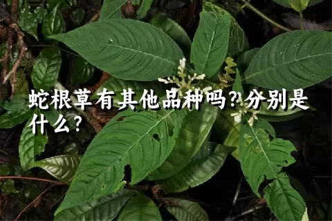 蛇根草有其他品种吗？分别是什么？