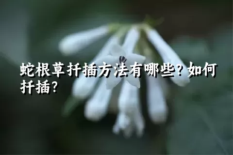 蛇根草扦插方法有哪些？如何扦插？