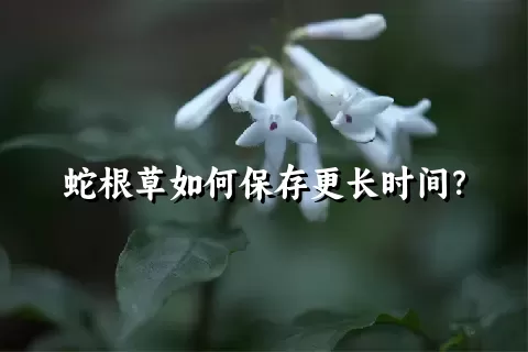 蛇根草如何保存更长时间？