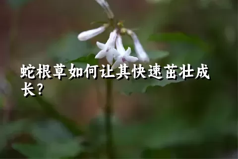 蛇根草如何让其快速茁壮成长？