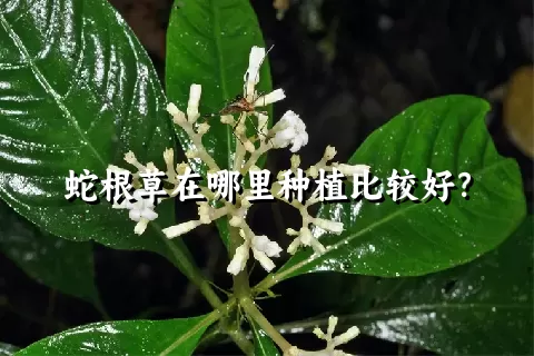 蛇根草在哪里种植比较好？